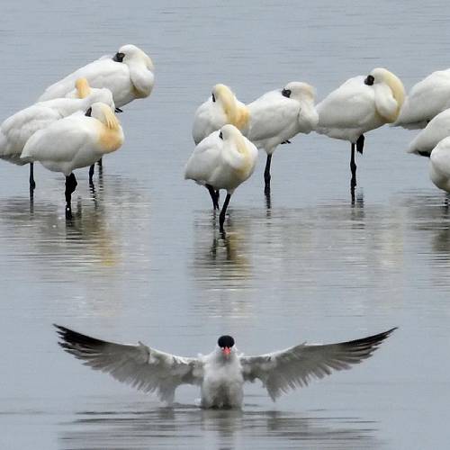 MUSE Photography Awards Silver Winner - Sleeping black-faced spoonbills by DC