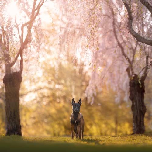 MUSE Photography Awards Gold Winner - Enchantress by Anne-Laurie Leger
