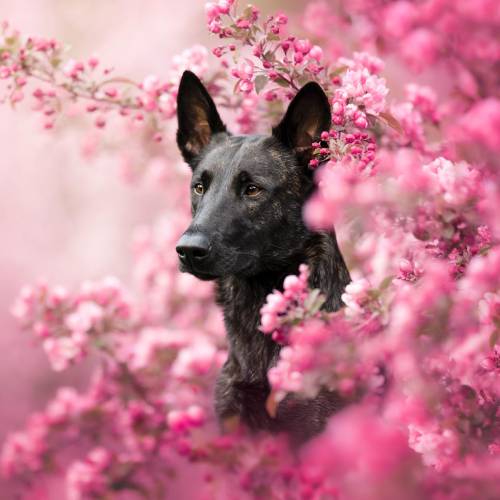 MUSE Photography Awards Gold Winner - Blooming Season by Anne-Laurie Leger