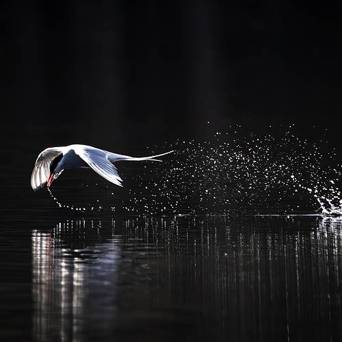 MUSE Photography Awards Category Winners of the Year Winner - Tern's Water Dance by Arian GolGiri