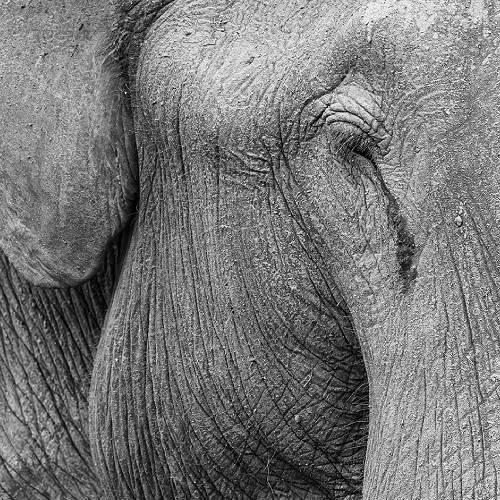 Elephant Tear