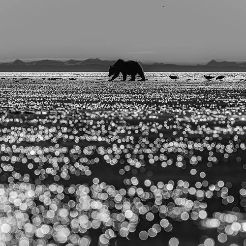 Follow the Leader!  - Photography Winner
