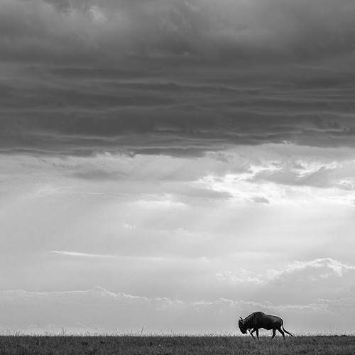 Big Africa