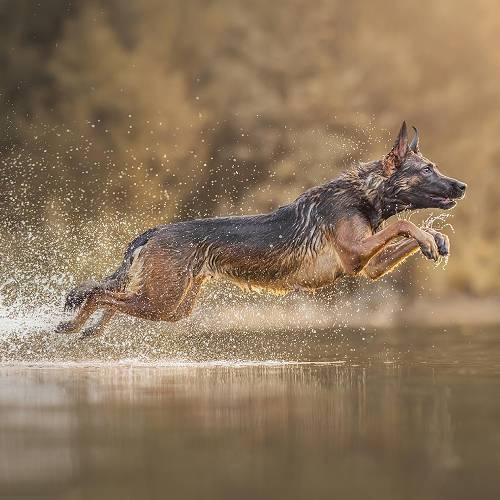 Sensational Soar - Photography Winner