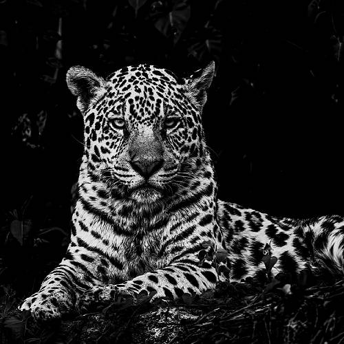 Majesty of the Pantanal