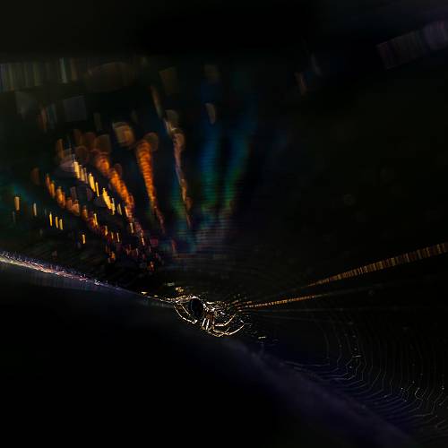 MUSE Photography Awards Platinum Winner - Little spider by Camille Briottet