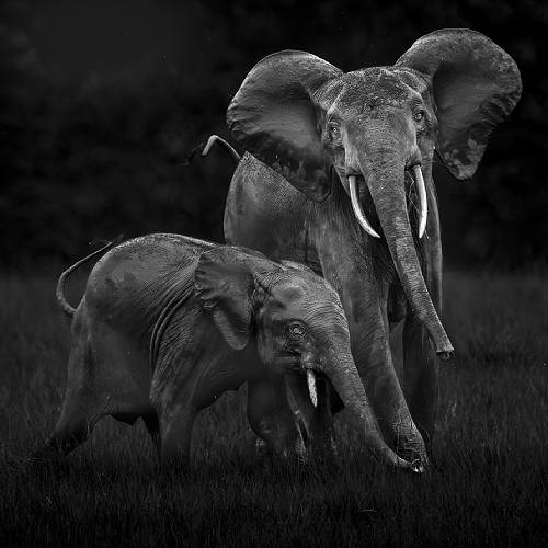 MUSE Photography Awards Gold Winner - Forest Elephant Drama by Turgay Uzer