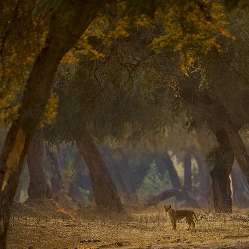 MUSE Photography Awards Gold Winner - Mana Pools Lion Encounter by Turgay Uzer