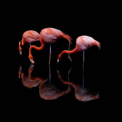 Dark Reflections - Photography Winner