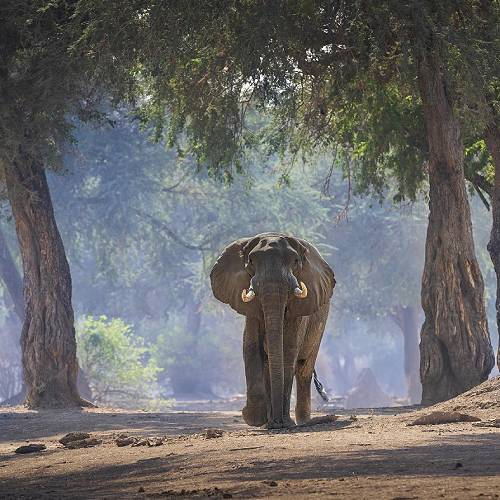 MUSE Photography Awards Gold Winner - Encounter with a Giant by Turgay Uzer