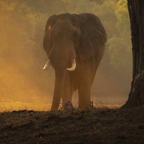 MUSE Photography Awards Gold Winner - Light and Dust by Turgay Uzer