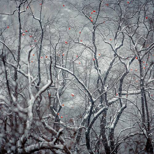 Persimmon in Snow