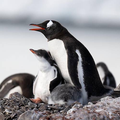 MUSE Photography Awards Platinum Winner - Family by Mark Tomalla