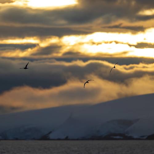 MUSE Photography Awards Gold Winner - Night in the Antarctic by Mark Tomalla