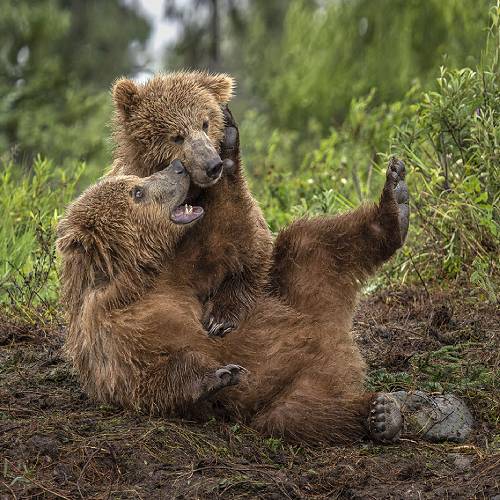 Bear Cubs Having Fun