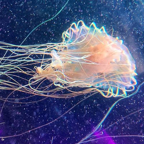 MUSE Photography Awards Gold Winner - sea ​​elf by Yang Yihan