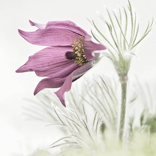 The Pasqueflower in Spring