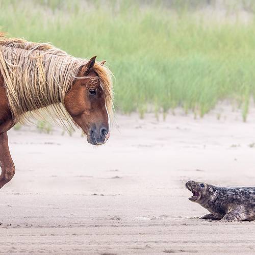 Sable Island Standoff