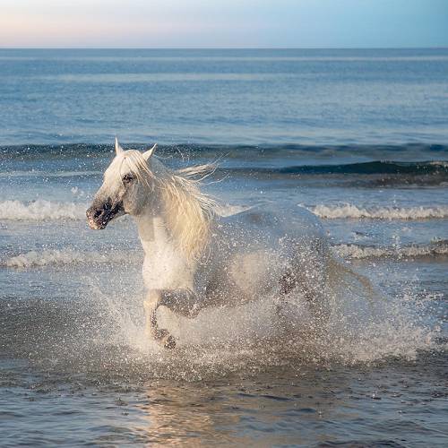 Sea Breeze Gallop