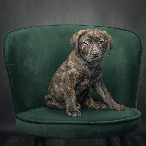 Goldi-Pups: Too Hard, Too Soft, Juuuust Right!
