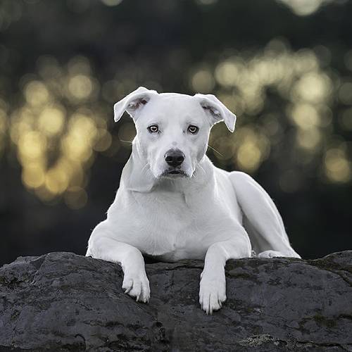 MUSE Photography Awards Silver Winner - Guardian of Golden Hour by Tracey McIntosh - Anderson