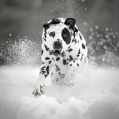 MUSE Photography Awards Gold Winner - Snow Bound Sprint by Tracey McIntosh - Anderson
