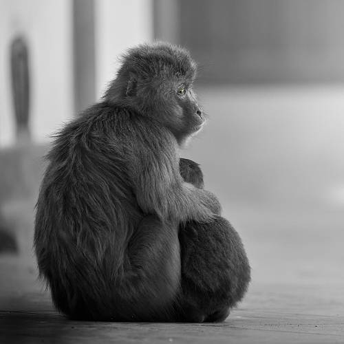 maternaL