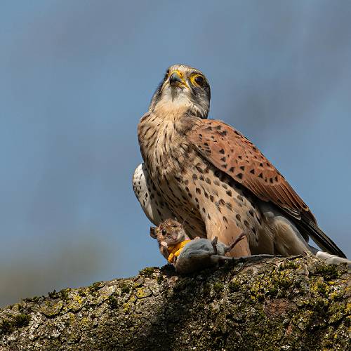 Bird of prey - Photography Winner