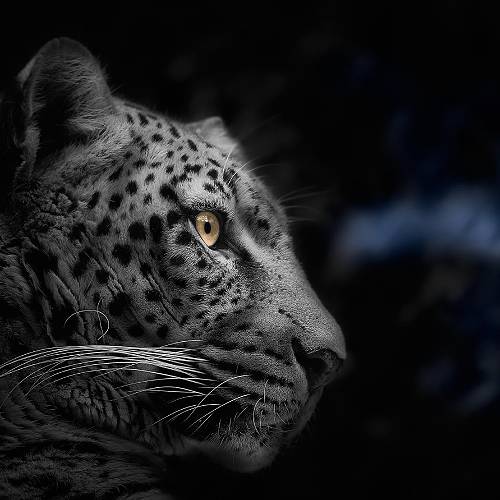 Gaze to…