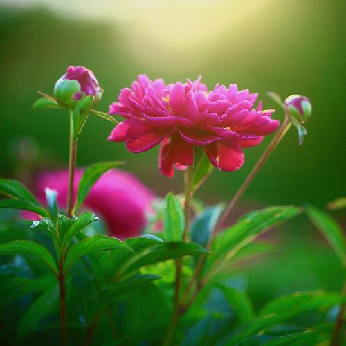 Award-winning photograph The Grace of Peony by Tea Chen, 2026 MUSE Photography Awards Silver Winner