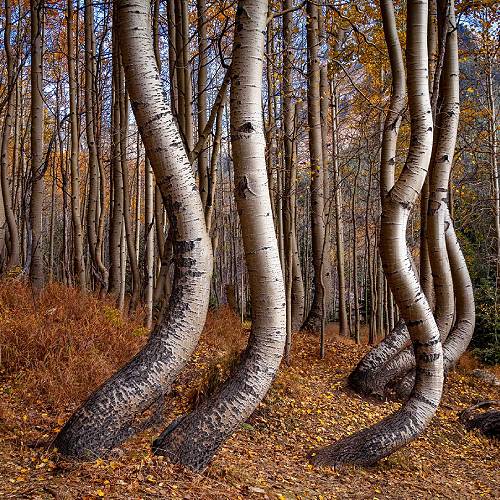 Award-winning photograph Twisted Trees  by Karen Grillion, 2026 MUSE Photography Awards Gold Winner