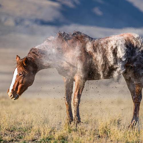 Award-winning photograph Red Spirit Rising by Kathy Overfield, 2026 MUSE Photography Awards Platinum Winner