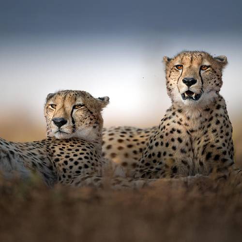 Award-winning photograph Side by side by Marcello Galleano, 2026 MUSE Photography Awards Platinum Winner