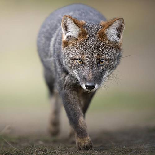 Award-winning photograph The fox of Southern Cile by Marcello Galleano, 2026 MUSE Photography Awards Gold Winner