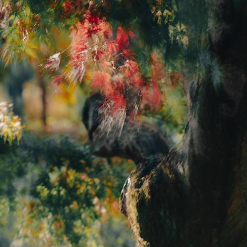 Award-winning photograph Rayleigh  by JUN, 2026 MUSE Photography Awards Gold Winner