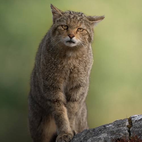 Award-winning photograph The Cat from the Wild World by Marcello Galleano, 2026 MUSE Photography Awards Gold Winner