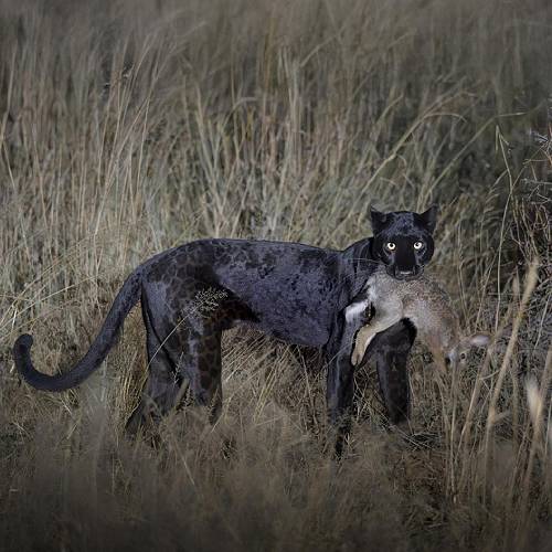 Award-winning photograph Black beauty by Marcello Galleano, 2026 MUSE Photography Awards Gold Winner