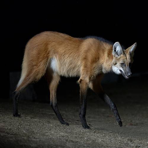 Award-winning photograph Legs like stilts by Marcello Galleano, 2026 MUSE Photography Awards Gold Winner