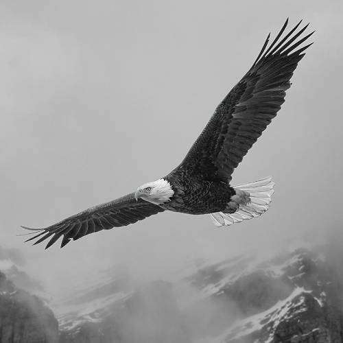 Award-winning photograph Born to Soar by Jason Marino, 2026 MUSE Photography Awards Platinum Winner