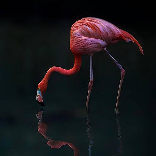 Award-winning photograph Look Out by Lara Chapman, 2026 MUSE Photography Awards Gold Winner