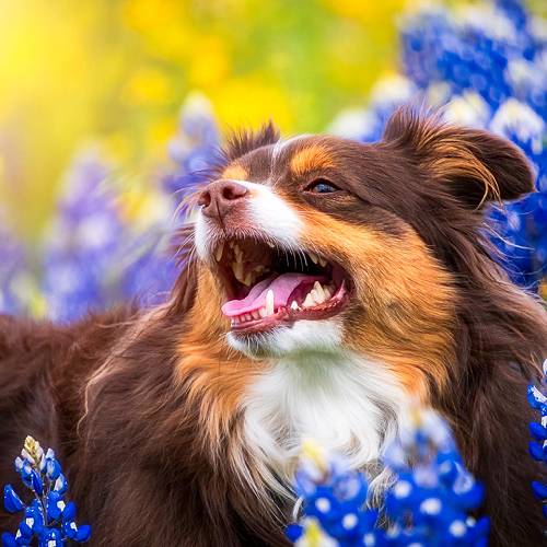 Award-winning photograph Joy in Full Bloom by Shannon Wood, 2026 MUSE Photography Awards Gold Winner