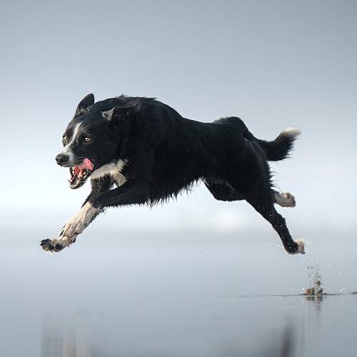 Award-winning photograph Mirror in Motion by Tracey McIntosh, 2026 MUSE Photography Awards Gold Winner