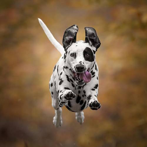 Award-winning photograph Autumn Air  by Tracey McIntosh, 2026 MUSE Photography Awards Gold Winner