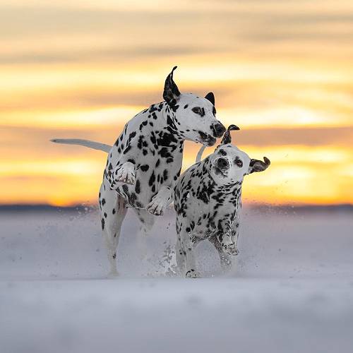Award-winning photograph Side by Side by Tracey McIntosh, 2026 MUSE Photography Awards Silver Winner