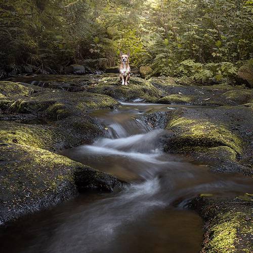 Award-winning photograph Emerald Reverie by Tracey McIntosh, 2026 MUSE Photography Awards Gold Winner