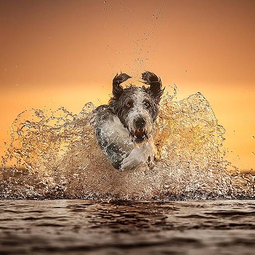 Award-winning photograph Sunrise Splash by Tracey McIntosh, 2026 MUSE Photography Awards Gold Winner