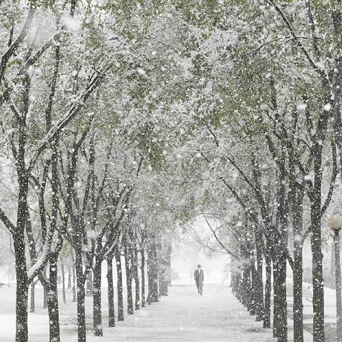 Award-winning photograph Winter Walk in the Park by Russell Trozera, 2026 MUSE Photography Awards Silver Winner