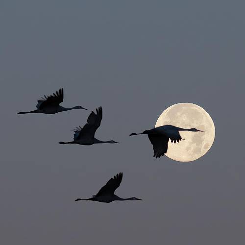Award-winning photograph Flying by Moonlight by Russell Trozera, 2026 MUSE Photography Awards Platinum Winner