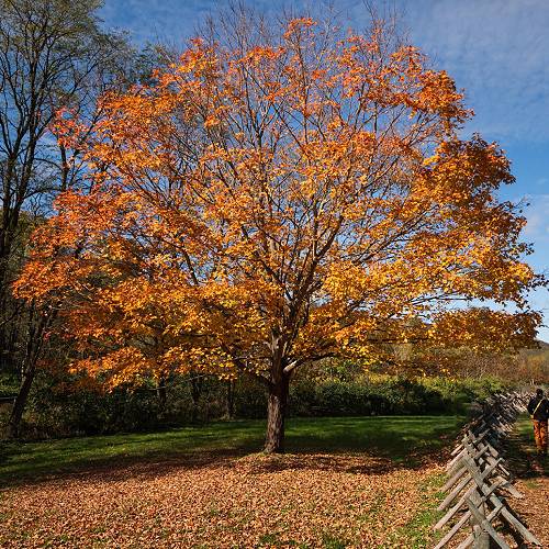 Award-winning photograph Autumn's Path by Russell Trozera, 2026 MUSE Photography Awards Gold Winner