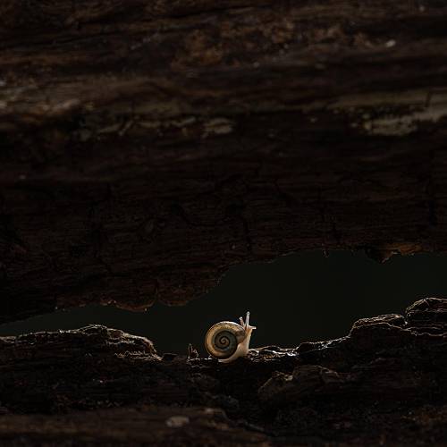 Award-winning photograph A l'entrée by Camille Briottet, 2026 MUSE Photography Awards Platinum Winner